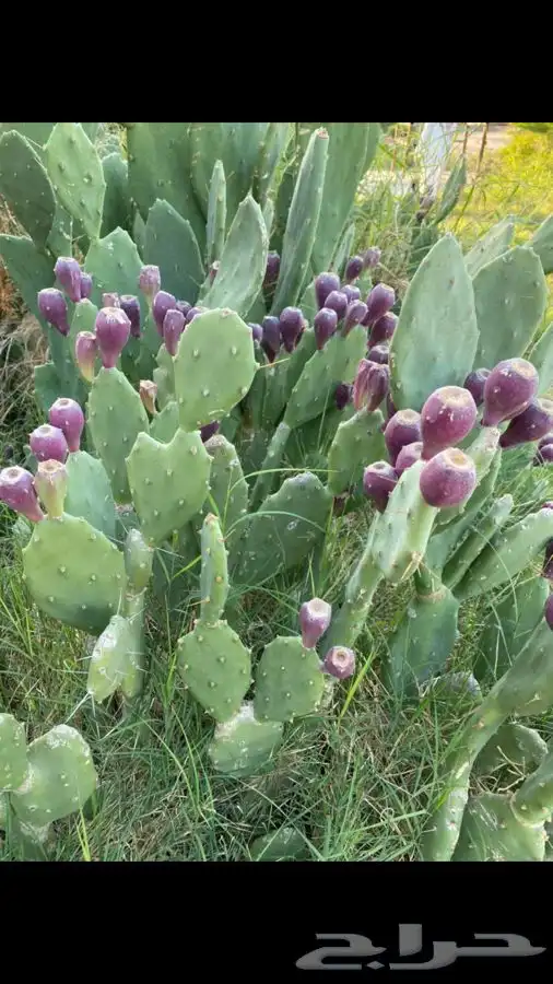 شتلات بلدي منتجه 3