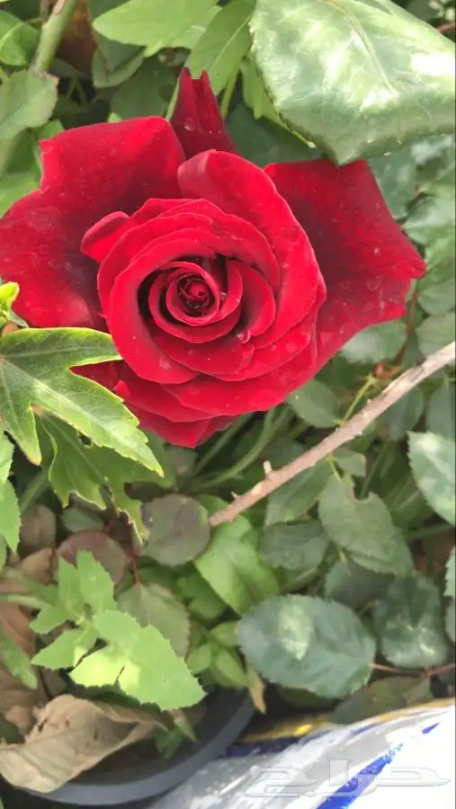 شتلات بلدي منتجه 15