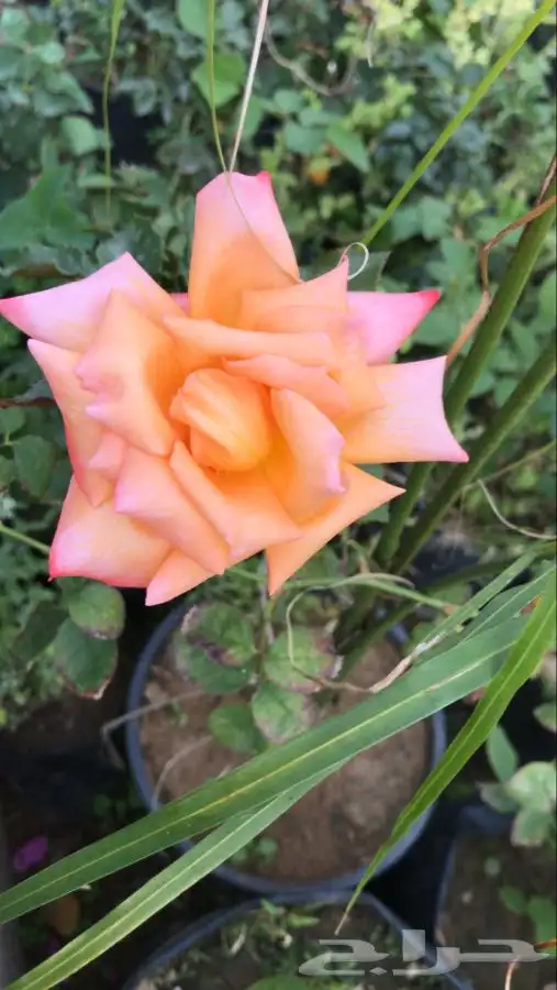 شتلات بلدي منتجه 16