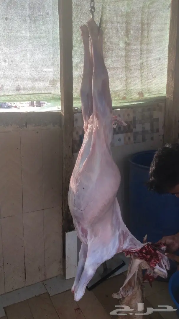 نص تيس ( لحم ني) 31