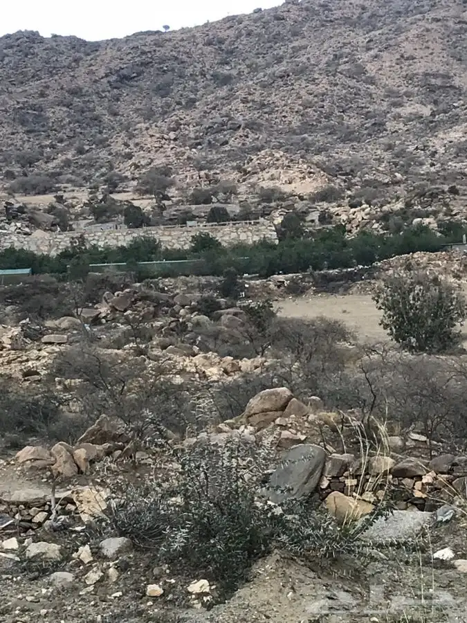 شتلات بلدي منتجه 7