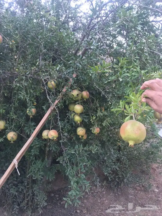 شتلات بلدي منتجه 12