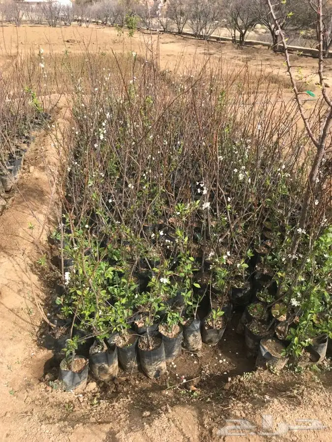 شتلات بلدي منتجه 9