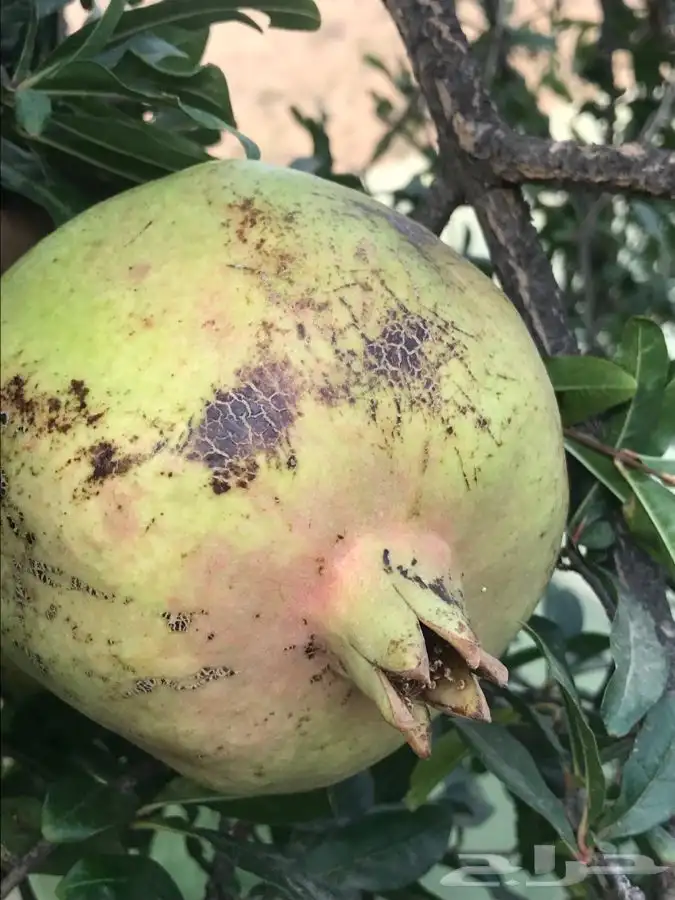 شتلات بلدي منتجه 13