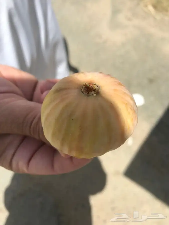 شتلات بلدي منتجه 6