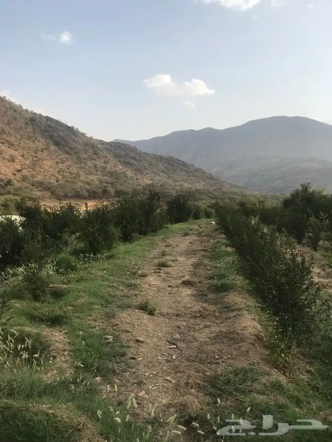 شتلات بلدي منتجه 11