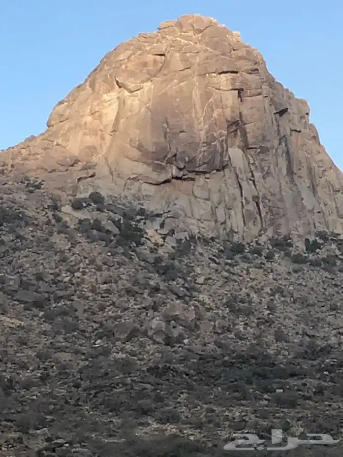 شتلات بلدي منتجه 8