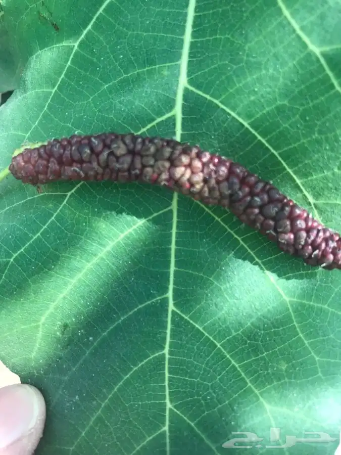 شتلات بلدي منتجه 14