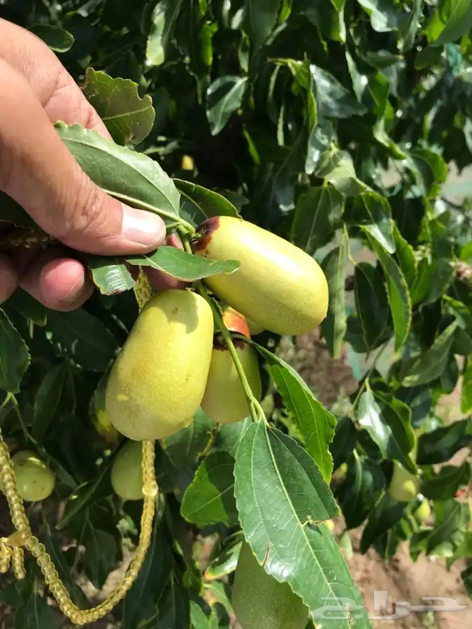 شتلات بلدي منتجه 5