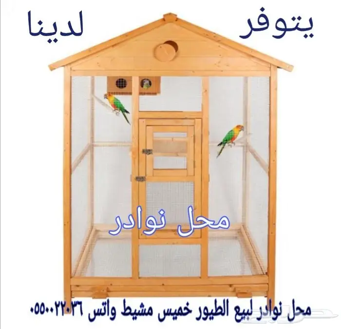طيور زينة ومستلزماتها محل نوادر خميس مشيط 5
