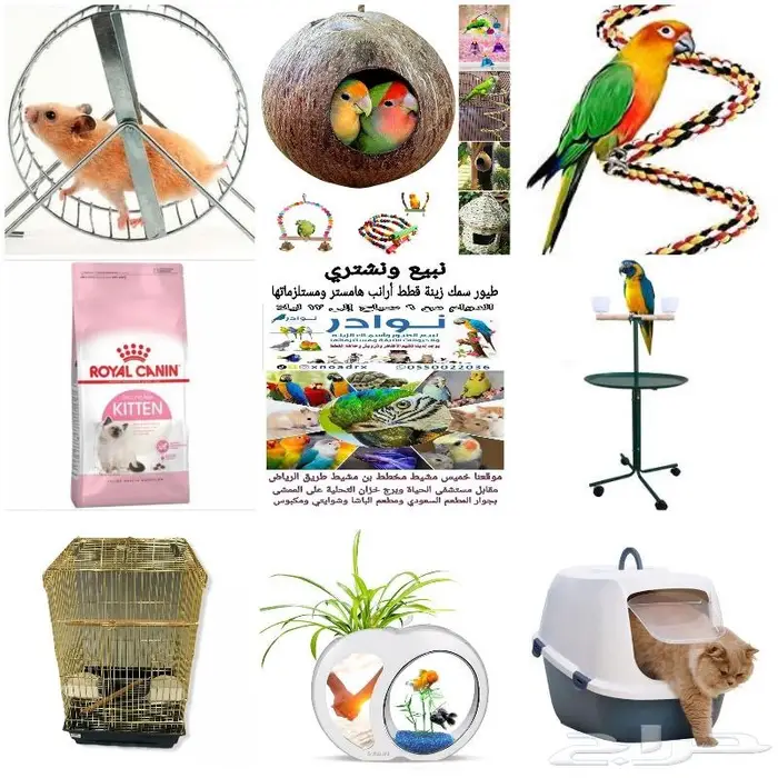 طيور زينة ومستلزماتها محل نوادر خميس مشيط 17