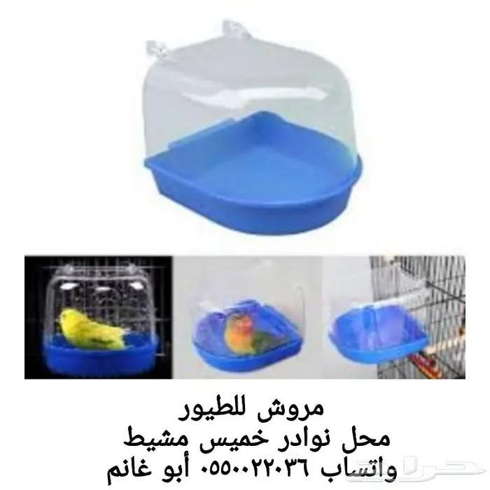 طيور زينة ومستلزماتها محل نوادر خميس مشيط 21