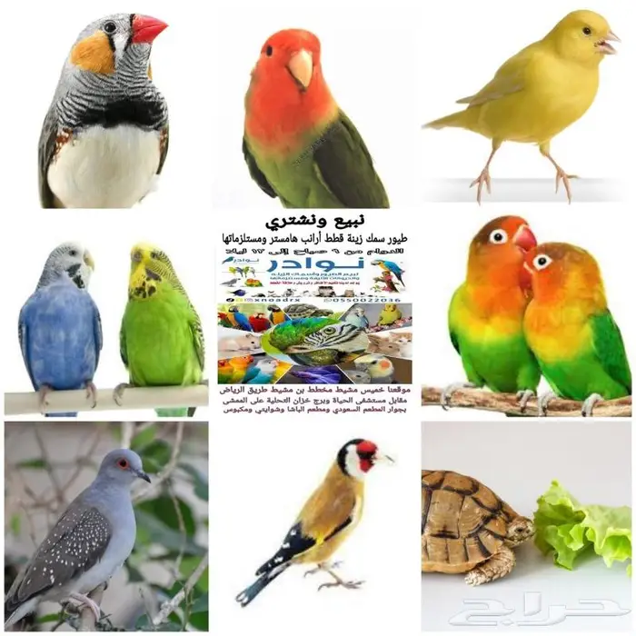 طيور زينة ومستلزماتها محل نوادر خميس مشيط 7