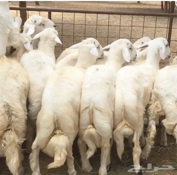 ذبايح ابو عزام خرفان وتيوس خميس مشيط وابها 9