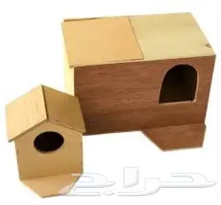 طيور دره كرواون بادجي روز زيبرا محل نوادر لبيع الطيور 14