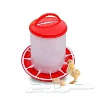 طيور دره كرواون بادجي روز زيبرا محل نوادر لبيع الطيور 5