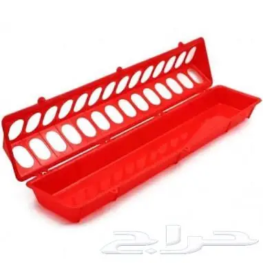 طيور دره كرواون بادجي روز زيبرا محل نوادر لبيع الطيور 38