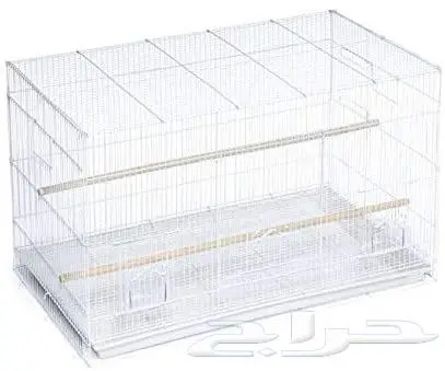 طيور دره كرواون بادجي روز زيبرا محل نوادر لبيع الطيور 22