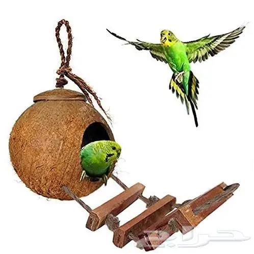 طيور دره كرواون بادجي روز زيبرا محل نوادر لبيع الطيور 6