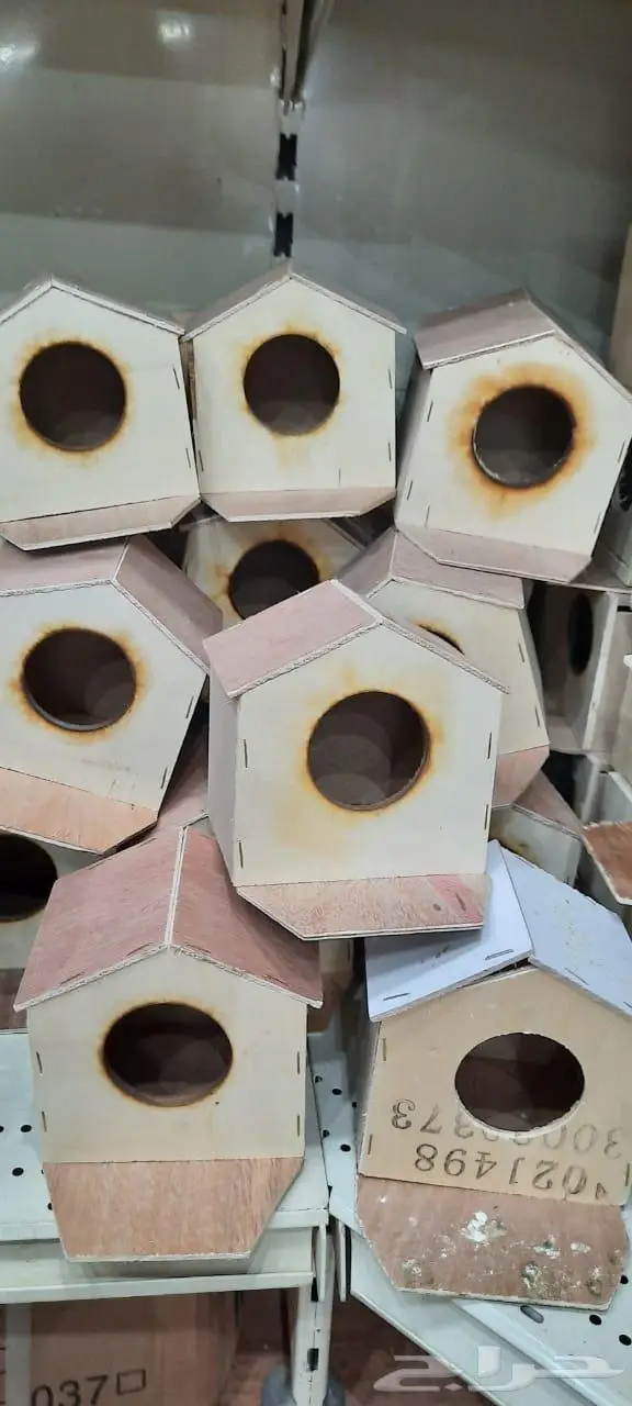 طيور دره كرواون بادجي روز زيبرا محل نوادر لبيع الطيور 1