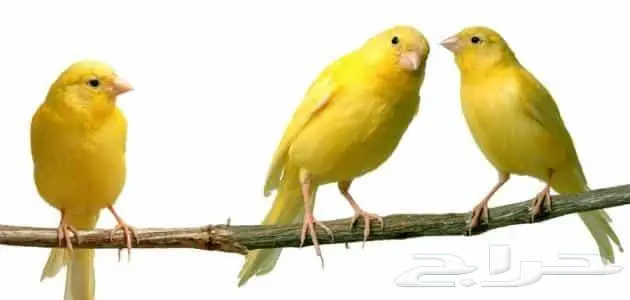 جديد طيور زينة ومستلزماتها نوادر 16