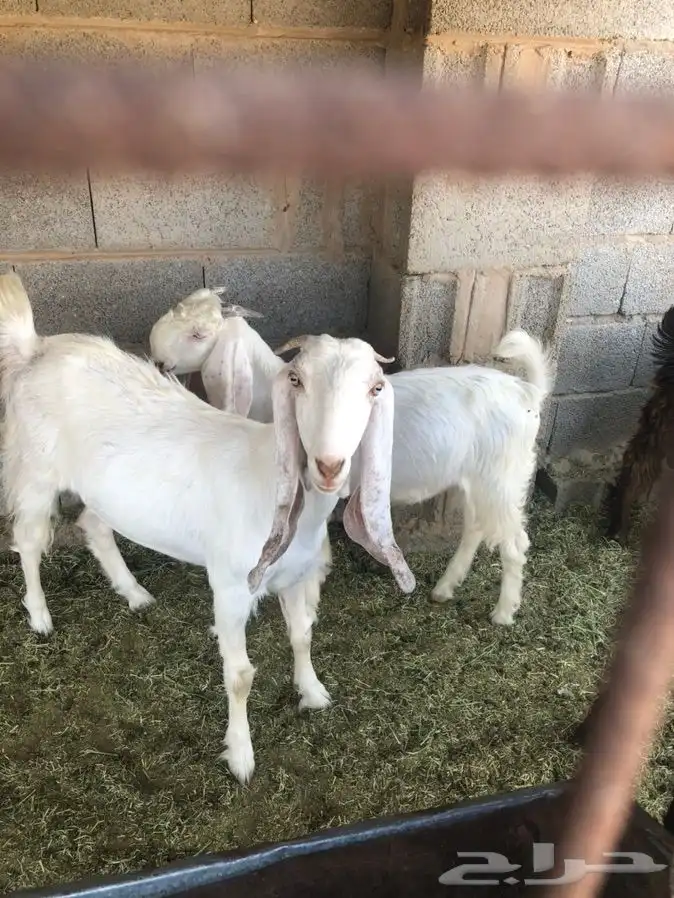 ذبايح ابو خالد 2