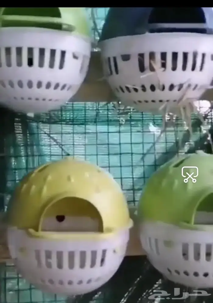 جديد طيور زينة ومستلزماتها نوادر 4