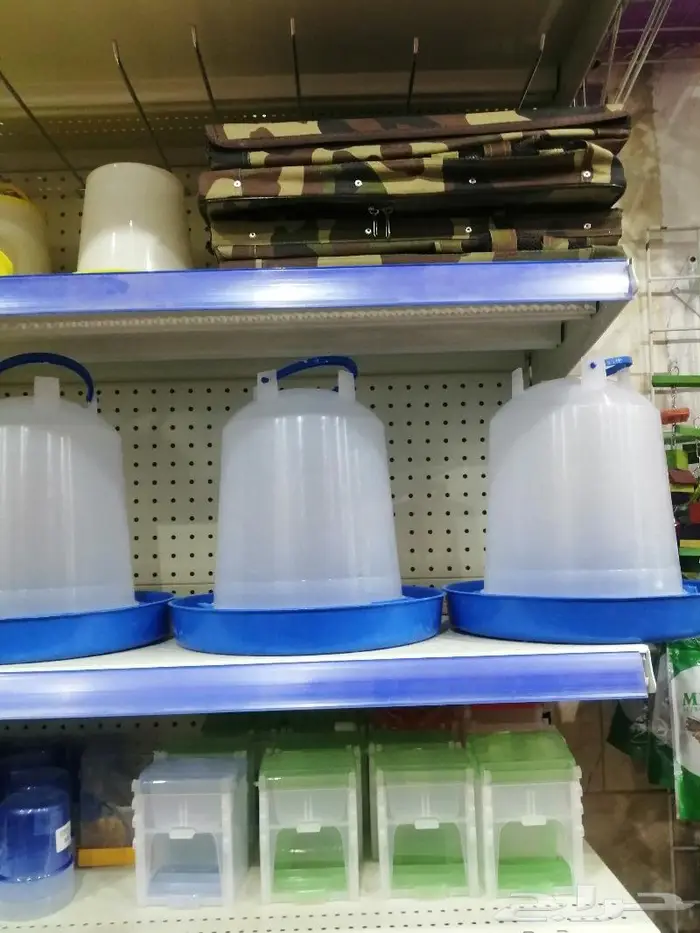 طيور دره كرواون بادجي روز زيبرا محل نوادر لبيع الطيور 3