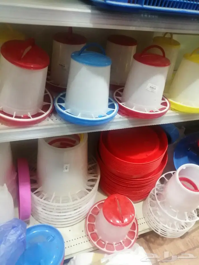 طيور دره كرواون بادجي روز زيبرا محل نوادر لبيع الطيور 27