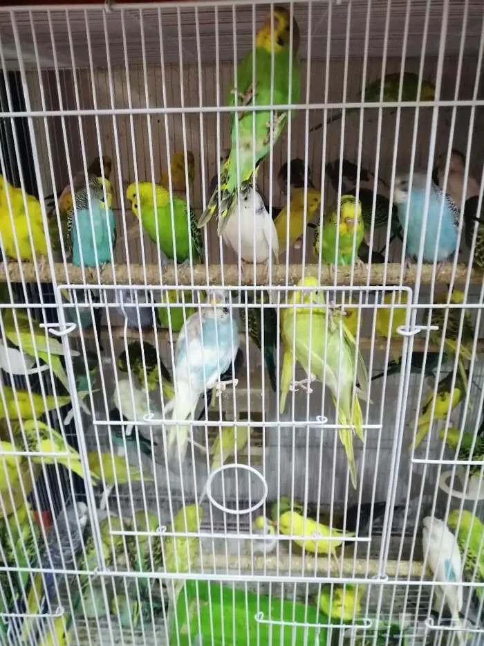 طيور دره كرواون بادجي روز زيبرا محل نوادر لبيع الطيور 10