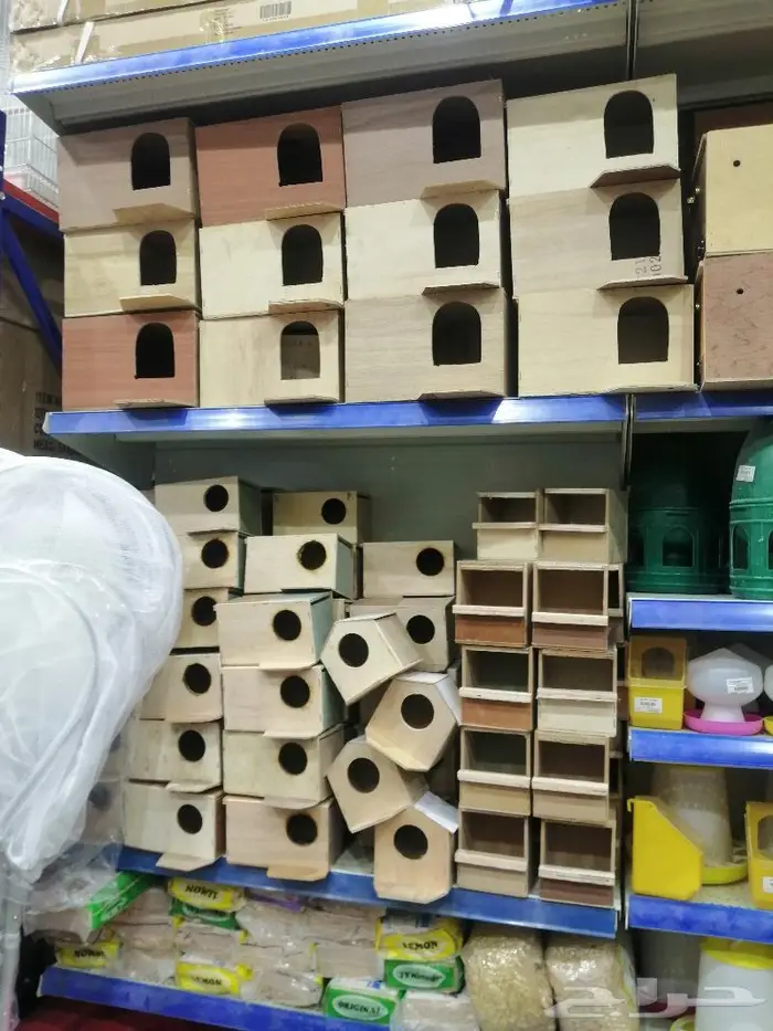 طيور دره كرواون بادجي روز زيبرا محل نوادر لبيع الطيور 12