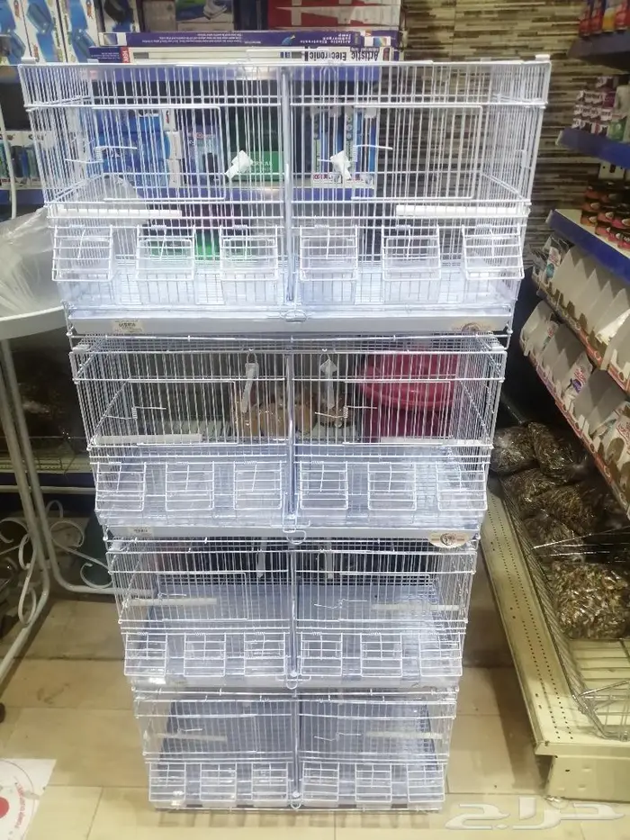 طيور دره كرواون بادجي روز زيبرا محل نوادر لبيع الطيور 28