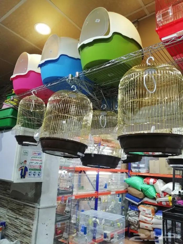 طيور دره كرواون بادجي روز زيبرا محل نوادر لبيع الطيور 29