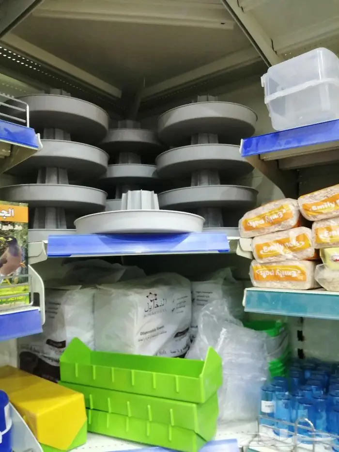 طيور دره كرواون بادجي روز زيبرا محل نوادر لبيع الطيور 30