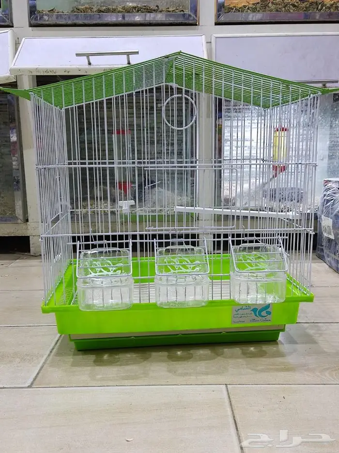 طيور دره كرواون بادجي روز زيبرا محل نوادر لبيع الطيور 41