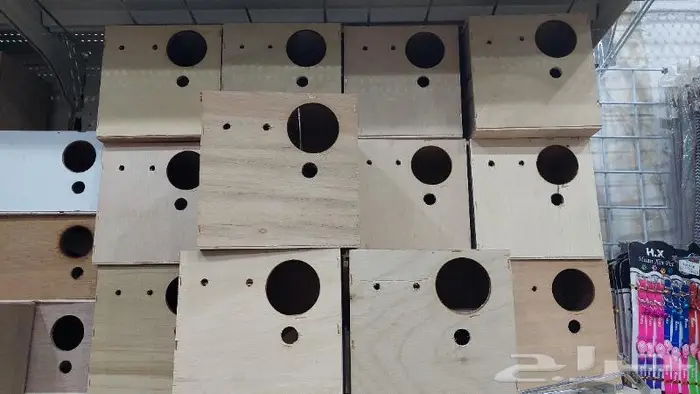 طيور دره كرواون بادجي روز زيبرا محل نوادر لبيع الطيور 40