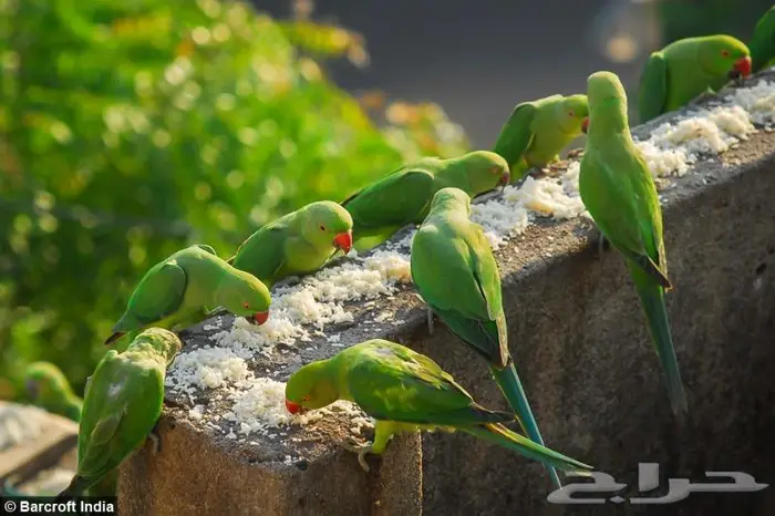 طيور دره كرواون بادجي روز زيبرا محل نوادر لبيع الطيور 34