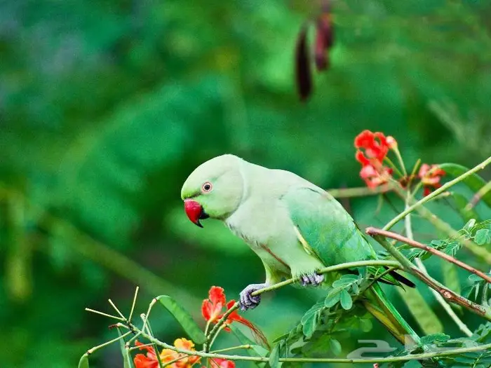 طيور دره كرواون بادجي روز زيبرا محل نوادر لبيع الطيور 0