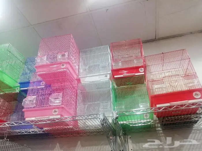 طيور دره كرواون بادجي روز زيبرا محل نوادر لبيع الطيور 24