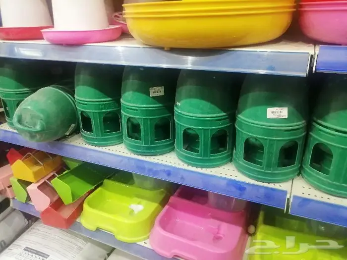 طيور دره كرواون بادجي روز زيبرا محل نوادر لبيع الطيور 25