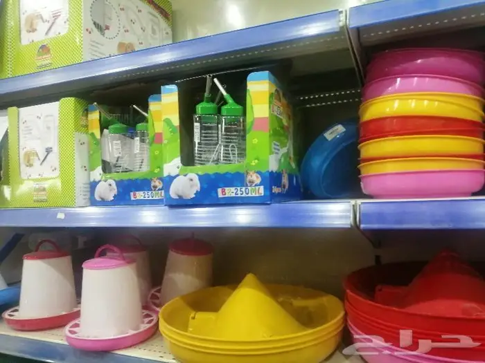 طيور دره كرواون بادجي روز زيبرا محل نوادر لبيع الطيور 26