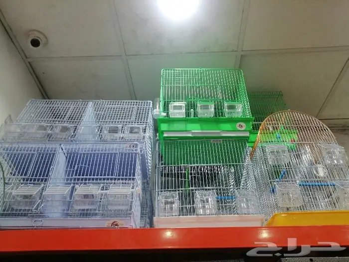 طيور دره كرواون بادجي روز زيبرا محل نوادر لبيع الطيور 11