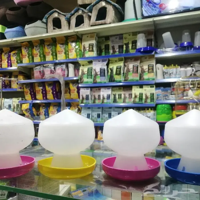 طيور دره كرواون بادجي روز زيبرا محل نوادر لبيع الطيور 9