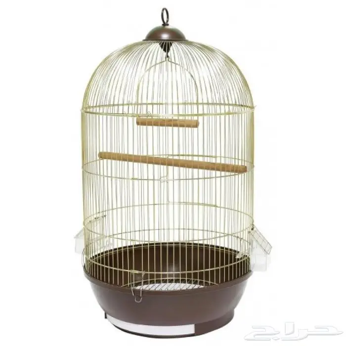 طيور دره كرواون بادجي روز زيبرا محل نوادر لبيع الطيور 13