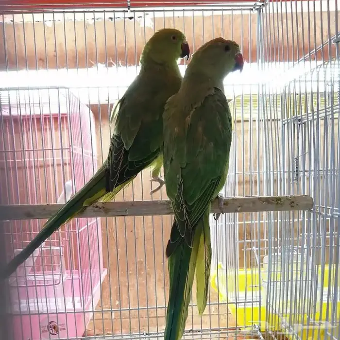 طيور دره كرواون بادجي روز زيبرا محل نوادر لبيع الطيور 37