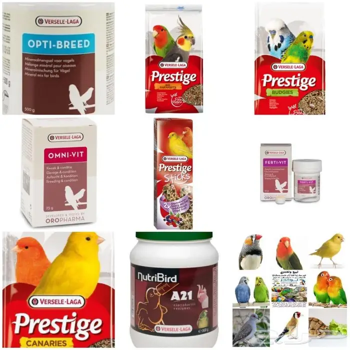 طيور دره كرواون بادجي روز زيبرا محل نوادر لبيع الطيور 50