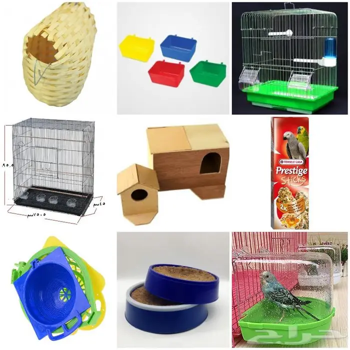 طيور دره كرواون بادجي روز زيبرا محل نوادر لبيع الطيور 52