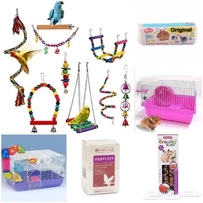 طيور دره كرواون بادجي روز زيبرا محل نوادر لبيع الطيور 53