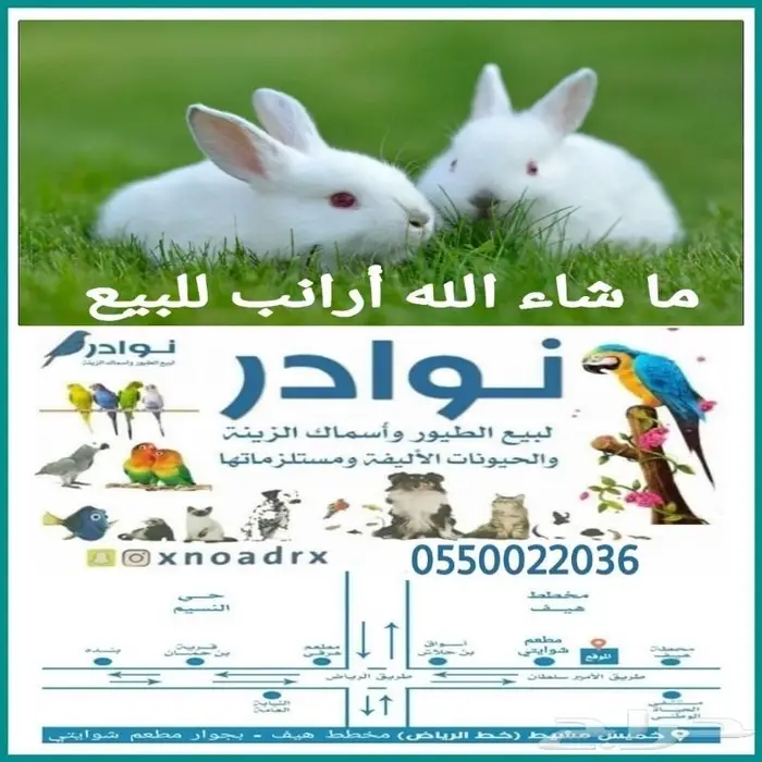 طيور دره كرواون بادجي روز زيبرا محل نوادر لبيع الطيور 54