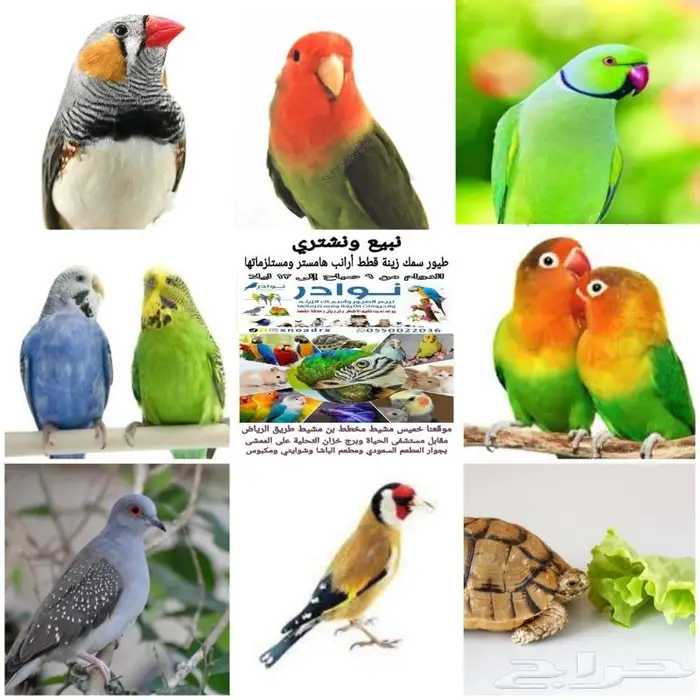طيور دره كرواون بادجي روز زيبرا محل نوادر لبيع الطيور 55